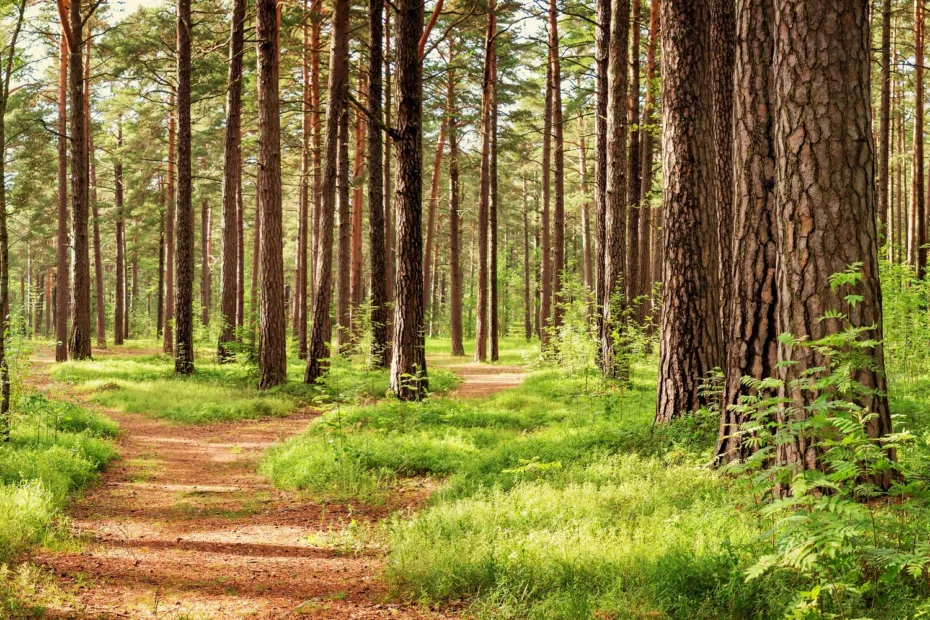 metsätila